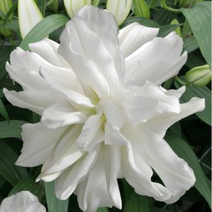 Lilium Lotus Ice (16/+) - Liliom