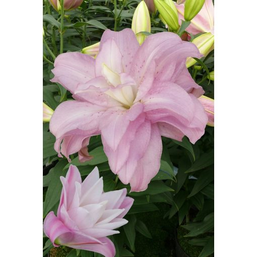 Lilium Lotus Spring - Liliom