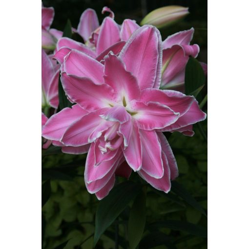 Lilium Lotus Wonder - Liliom