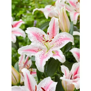 Lilium Lovely Day (16/+) - Liliom