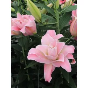 Lilium Magic Princess