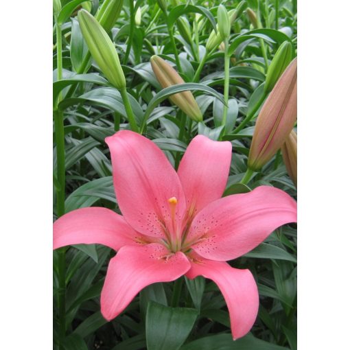 Lilium Manado - Liliom