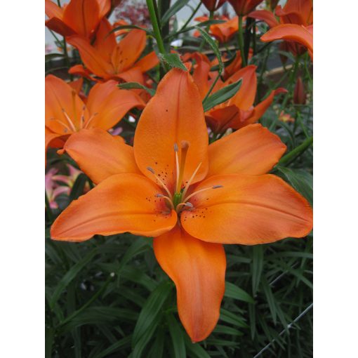 Lilium Mandarin Star (14/+) - Liliom