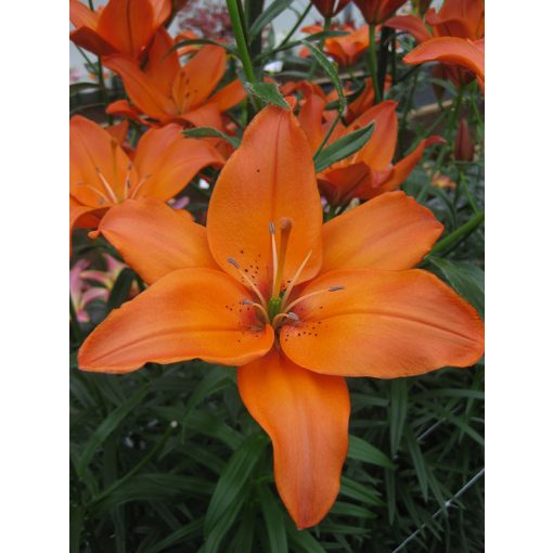 Lilium Mandarin Star (14/+) - Liliom