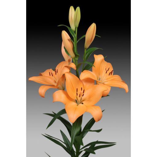 Lilium Menton (14/+) - Liliom