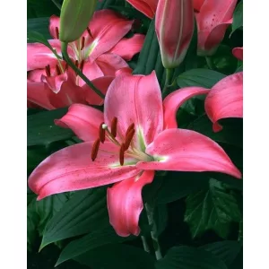 Lilium Meridon (14/+) - Liliom