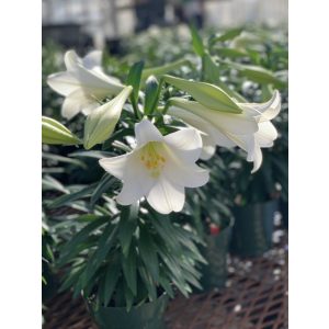 Lilium Miracle (14/+) - Liliom