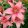 Lilium Morpho Pink - Liliom