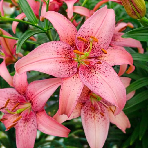 Lilium Morpho Pink - Liliom