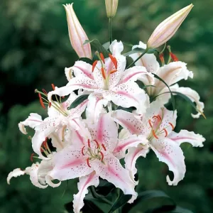 Lilium Muscadet - Liliom
