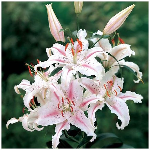 Lilium Muscadet - Liliom