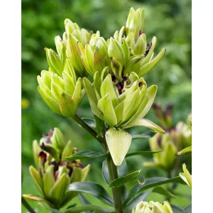 Lilium Mystery Dream - Liliom