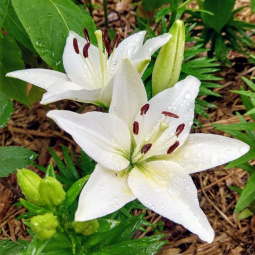 Lilium Navona - Liliom