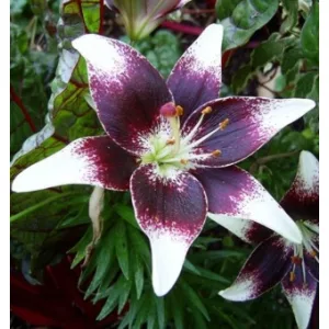 Lilium Netty Pride - Liliom (14/+)