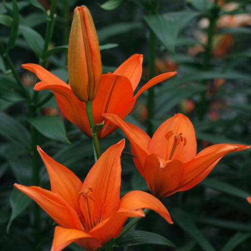 Lilium Orange Ton - Liliom