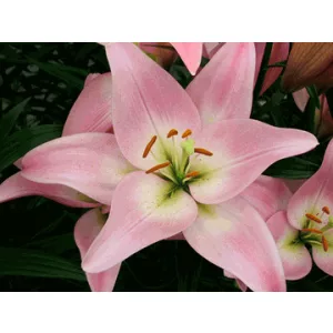 Lilium Party Diamond (14/+) - Liliom