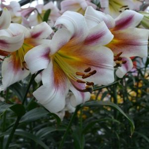 Lilium Passion Moon - Liliom