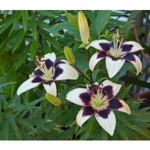 Lilium Patricias Pride - Liliom