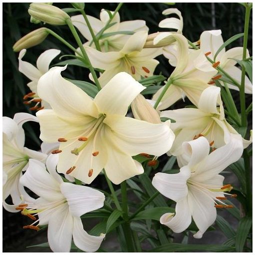 Lilium Pearl White - Liliom