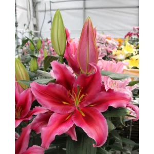 Lilium Peter Schenk (14/+) - Liliom