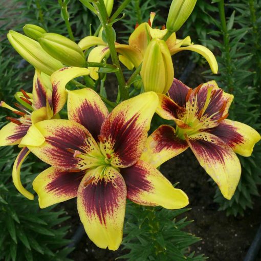 Lilium Pieton - Liliom