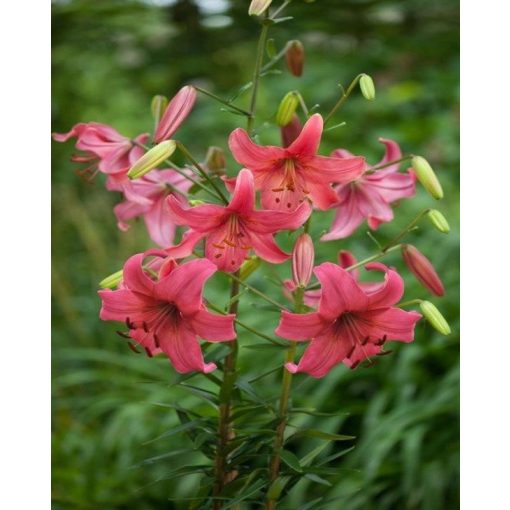 Lilium Pink Flight - Liliom