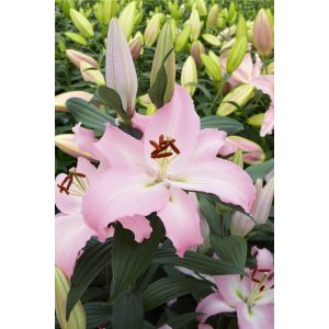 Lilium Pink News - Liliom