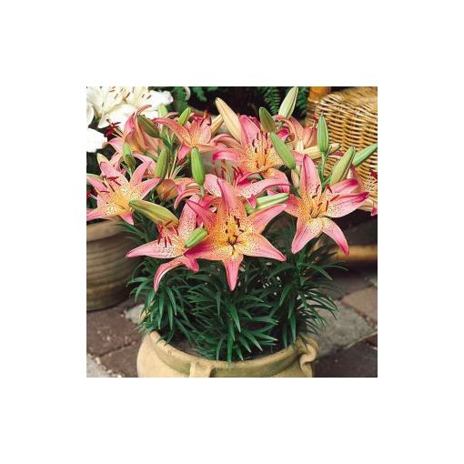 Lilium Pink Pixie - Liliom