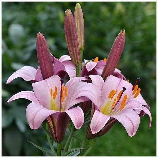 Lilium Pink Planet - Liliom