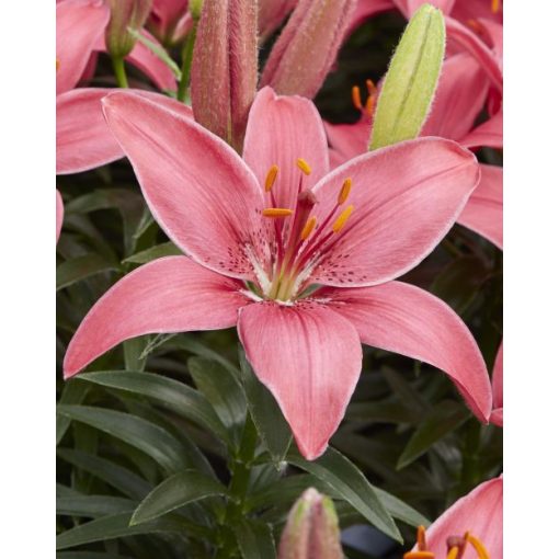 Lilium Pippa Joy