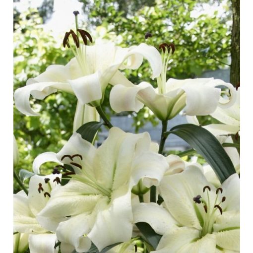 Lilium Pretty Woman - Liliom