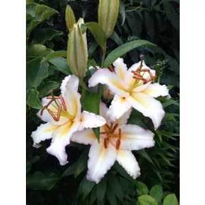 Lilium Primrose Hill (14/+) - Liliom