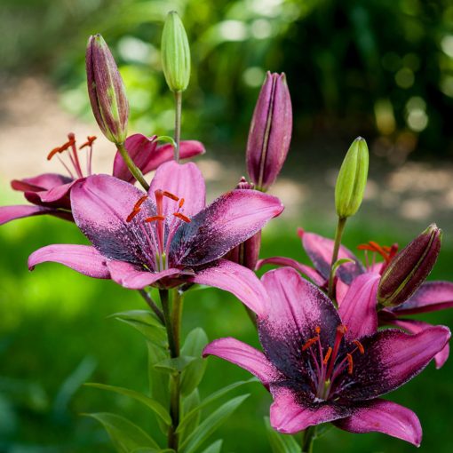 Lilium Purple Dream - Liliom