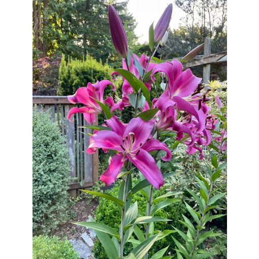 Lilium Purple Lady - Liliom