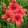 Lilium Red Highland - Liliom