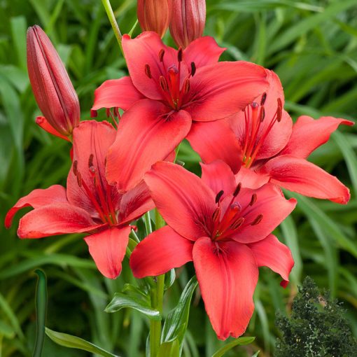 Lilium Red Highland - Liliom