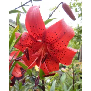 Lilium Red Life - Liliom