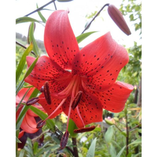 Lilium Red Life - Liliom