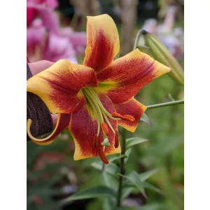 Lilium Red Morning - Liliom