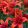 Lilium Red Twin - Liliom