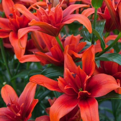 Lilium Red Twin - Liliom