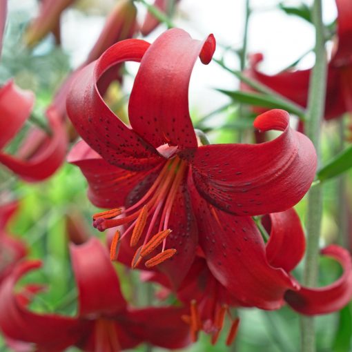 Lilium Red Velvet - Liliom