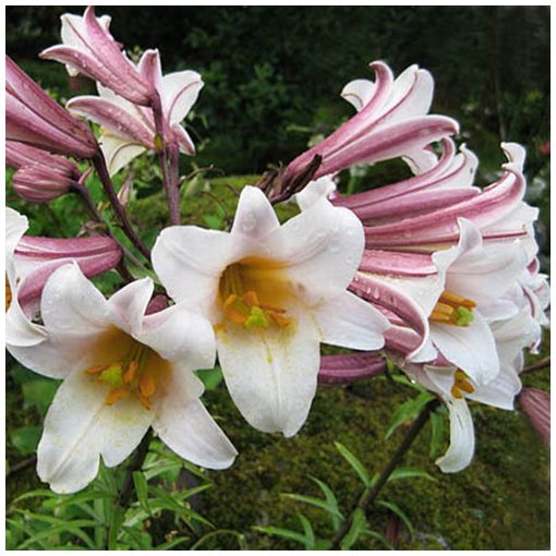 Lilium Regale - Liliom