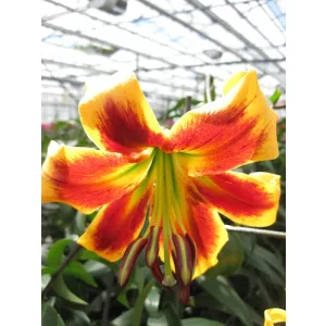 Lilium Robert Swanson - Liliom