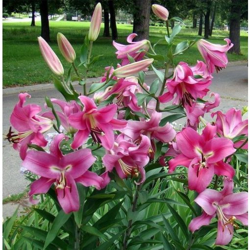 Lilium Robina - Liliom