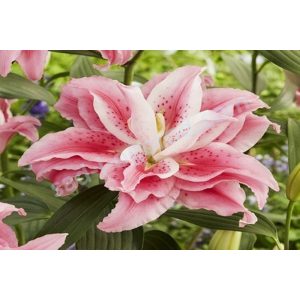 Lilium Roselily Clarissa - Liliom