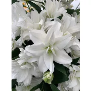 Lilium Roselily Dejima - Liliom