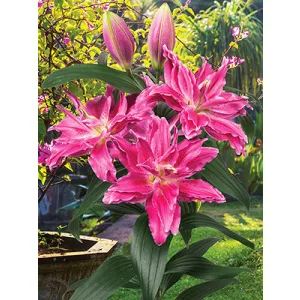 Lilium Roselily Julia - Liliom