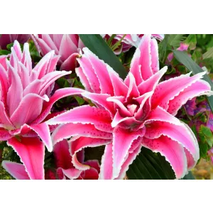 Lilium Roselily Lorena - Liliom