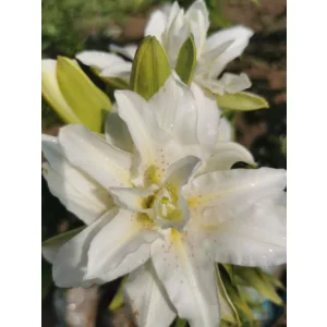 Lilium Roselily Sita - Liliom